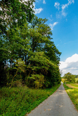 Thumbnail: _JA 40777 Eiche, Lindenstraße, Linde.jpg